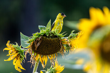 goldfinch on wilted sunflower