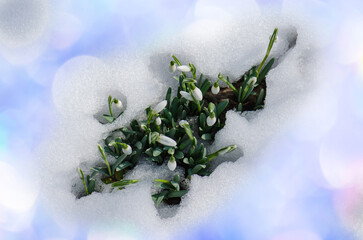 Flowers snowdrops in garden. Common snowdrop blooming. First spring snowdrops flowers out from the...