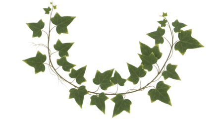 Green ivy garland wreath design for invitations and elegant botanical decorations, perfect for nature-themed layouts and organic branding projects