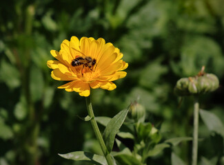 Bee collecting nectar from a vibrant yellow calendula flower in a sunny garden.