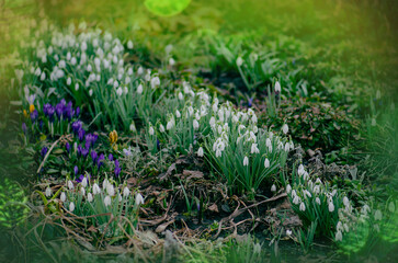 First spring flowers snowdrops in garden. Beautiful blooming snowdrops growing in white snow.