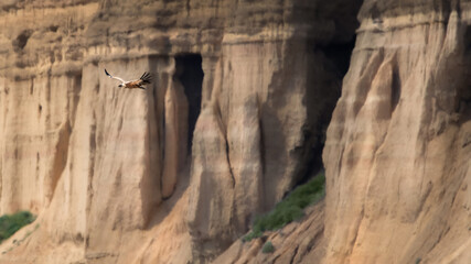 Cliffs and Caved of Bardenas Reales and a Flying Griffon Vulture (Gyps Fulvus)