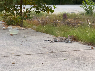 Two cats resting on the pavement near a bowl of water. Relaxation, summer heat and animal resilience.