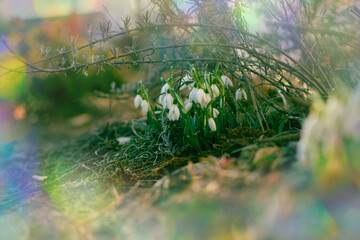 Beautiful snowdrop flowers at spring. White snowdrops on a spring sunny day.