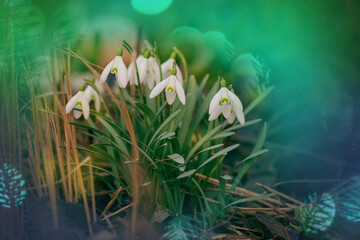First flowers snowdrop white flowers bloom in snow covering. First spring flowers snowdrops...