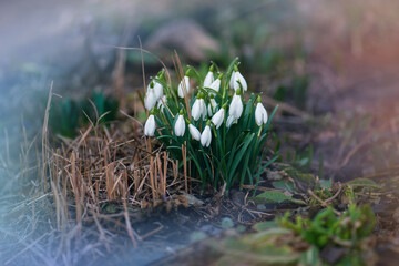 First spring flowers snowdrops in garden. Beautiful blooming snowdrops growing in white snow.