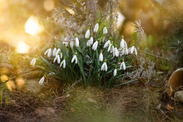 Wild in spring snowdrops bloom. Spring background with Snowdrops Galanthus flowers.