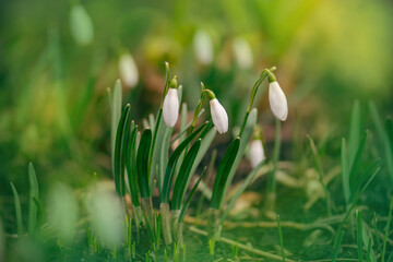 Scenic view of the spring forest with white snowdrops. Snowdrops in spring garden.