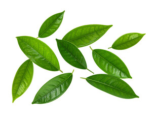 Naklejka premium Green leaves flying in the air isolated on background. 