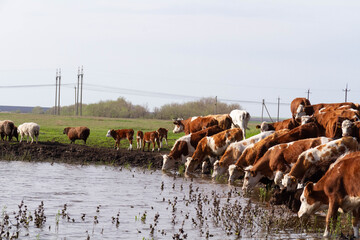 A herd of cows on a farm. Livestock complex. Raising cattle..