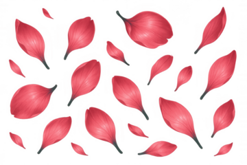 Gentle red petals falling against a clear backdrop, forming a romantic and graceful visual