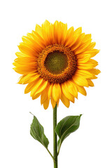 Fototapeta premium Single sunflower, vibrant yellow petals, dark center, green leaves, stem, isolated