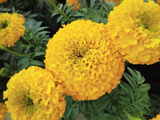 three merygold flowers close up in the garden with lush green leaves