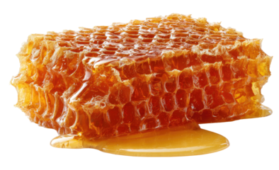 Honeycomb slice dripping with honey (1)