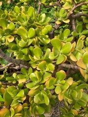 jade plant leaves