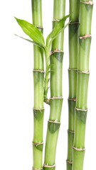Fototapeta premium Close up of bamboo stalks and leaves