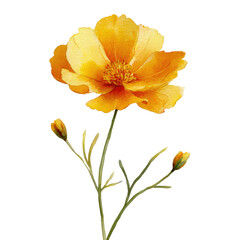 Vibrant orange-yellow flower with delicate stem and buds