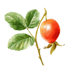 Watercolor illustration of a single dog rose hip with leaves