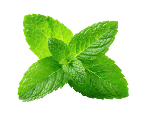 Close-up of fresh mint leaves arranged in a cross formation. Vivid green leaves with textured surfaces