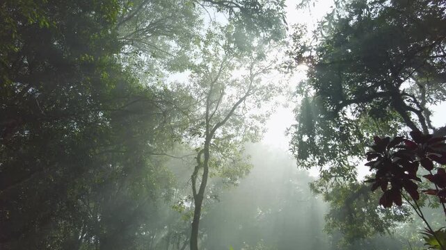 Real tame video footage of sunrays in the middle of a tropical forest with the rays of sunlight in the morning