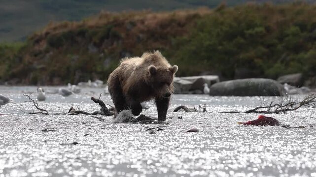 A brown bear fishing for salmon