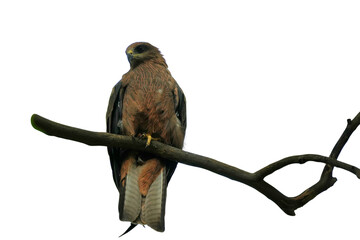 Black Kite (Milvus migrans) Perched on a Branch Isolated on a White Background with Copy Text Space. Majestic Bird of Prey Element for Wildlife Posters, Ornithology Themes, and Nature-Inspired Designs