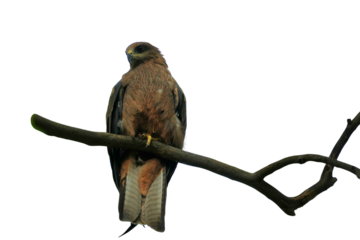 Black Kite (Milvus migrans) Perched on a Branch Isolated on a White Background with Copy Text Space. Majestic Bird of Prey Element for Wildlife Posters, Ornithology Themes, and Nature-Inspired Designs