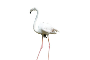 Greater Flamingo (Phoenicopterus roseus) Standing Isolated on a White Background with Copy Text Space. Elegant Wading Bird Element for Wildlife Posters, Ornithology Themes, and Nature-Inspired Designs