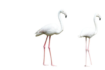 Greater Flamingo (Phoenicopterus roseus) Standing Isolated on a White Background with Copy Text Space. Elegant Wading Bird Element for Wildlife Posters, Ornithology Themes, and Nature-Inspired Designs