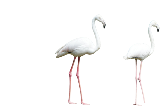 Greater Flamingo (Phoenicopterus roseus) Standing Isolated on a White Background with Copy Text Space. Elegant Wading Bird Element for Wildlife Posters, Ornithology Themes, and Nature-Inspired Designs