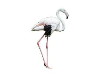 Greater Flamingo (Phoenicopterus roseus) Standing Isolated on a White Background with Copy Text Space. Elegant Wading Bird Element for Wildlife Posters, Ornithology Themes, and Nature-Inspired Designs