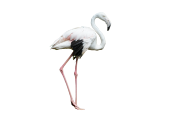 Greater Flamingo (Phoenicopterus roseus) Standing Isolated on a White Background with Copy Text Space. Elegant Wading Bird Element for Wildlife Posters, Ornithology Themes, and Nature-Inspired Designs
