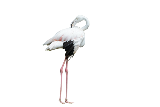 Greater Flamingo (Phoenicopterus roseus) Standing Isolated on a White Background with Copy Text Space. Elegant Wading Bird Element for Wildlife Posters, Ornithology Themes, and Nature-Inspired Designs