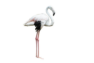 Greater Flamingo (Phoenicopterus roseus) Standing Isolated on a White Background with Copy Text Space. Elegant Wading Bird Element for Wildlife Posters, Ornithology Themes, and Nature-Inspired Designs