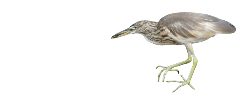 Indian Pond Heron (Ardeola grayii) Isolated on a White Background with Copy Text Space. Graceful Wading Bird Element for Wildlife Posters, Ornithology Themes, and Nature-Inspired Designs. PNG File