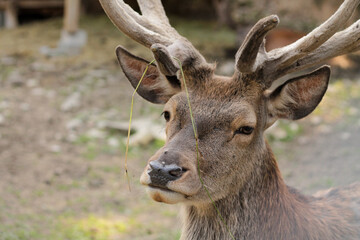 deer in the forest, close up