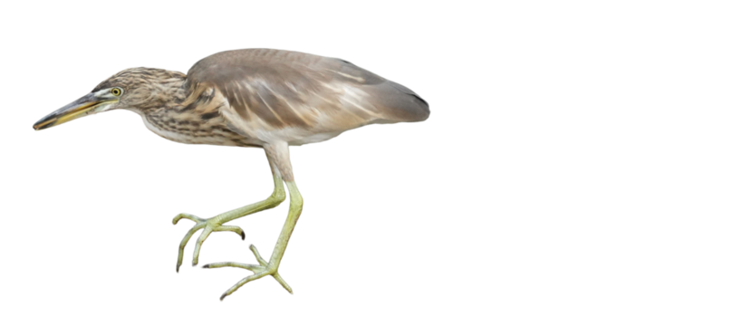 Indian Pond Heron (Ardeola grayii) Isolated on a White Background with Copy Text Space. Graceful Wading Bird Element for Wildlife Posters, Ornithology Themes, and Nature-Inspired Designs. PNG File
