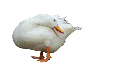 American Pekin Duck (Anas platyrhynchos domesticus) Isolated on a White Background with Copy Text Space. Traditional Domestic Bird Element for Farm Posters, Cultural Themes, and Nature-Inspired Design