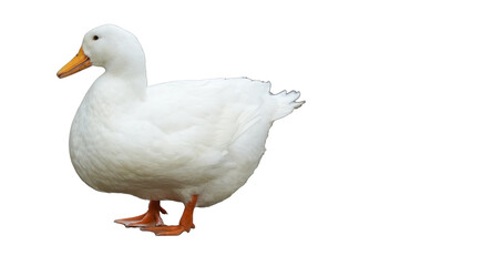 American Pekin Duck (Anas platyrhynchos domesticus) Isolated on a White Background with Copy Text Space. Traditional Domestic Bird Element for Farm Posters, Cultural Themes, and Nature-Inspired Design