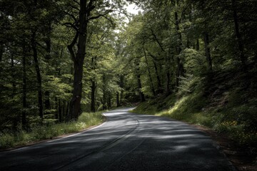 Obraz premium Winding country road through lush green forest during late afternoon light