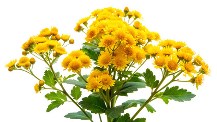 A vibrant bouquet of yellow chrysanthemum flowers isolated on transparent background, showcasing natures beauty and the delicate charm of floral arrangements