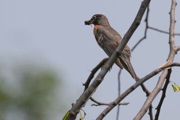 American robin with a berry in its beak perched a branch.