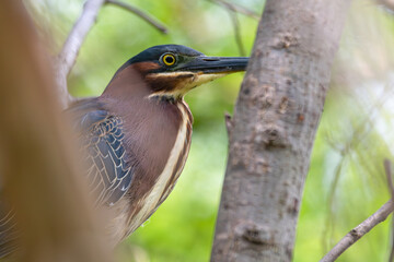 Closeup of a green heron perched in a tree.
