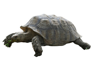African Spurred Tortoise [Centrochelys sulcata] Isolated on a White Background with Copy Text...