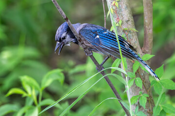 Blue jay perched on a branch, its feathers wet from a bath.