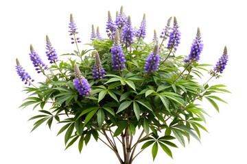 A beautiful lupine bush with vibrant purple flowers isolated on transparent background, showcasing its lush green leaves and delicate blossoms in full bloom