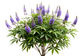 A beautiful lupine bush with vibrant purple flowers isolated on transparent background, showcasing its lush green leaves and delicate blossoms in full bloom