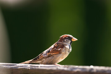 a house sparrow male perched on the balcony at a sunny autumn day