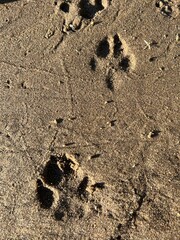 Dog tracks on wet beach sand, view from above