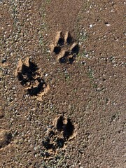 Dog tracks on wet beach sand, view from above